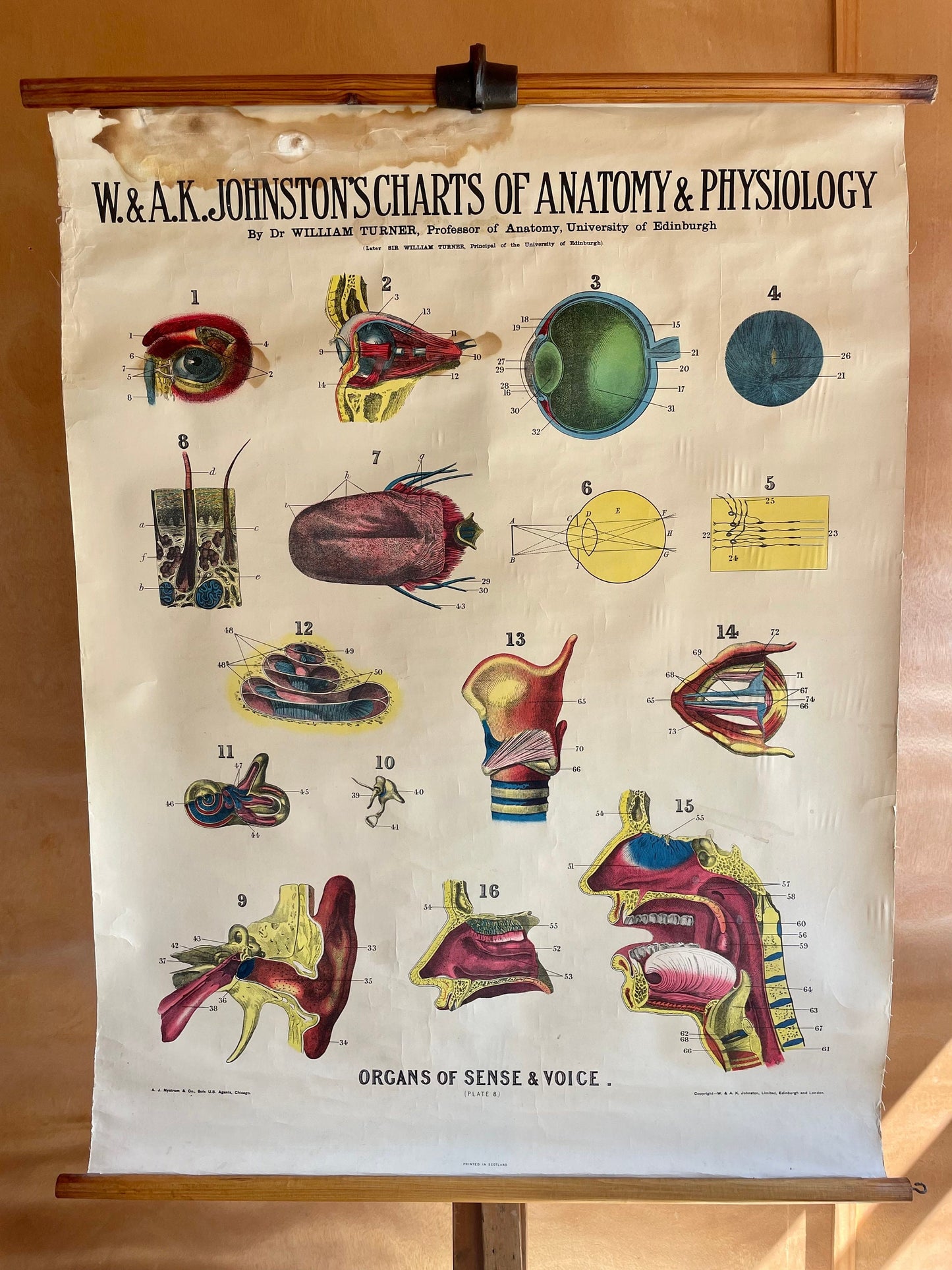 Vintage anatomical science chart of eyes, ears, mouth and skin - antique anatomy poster