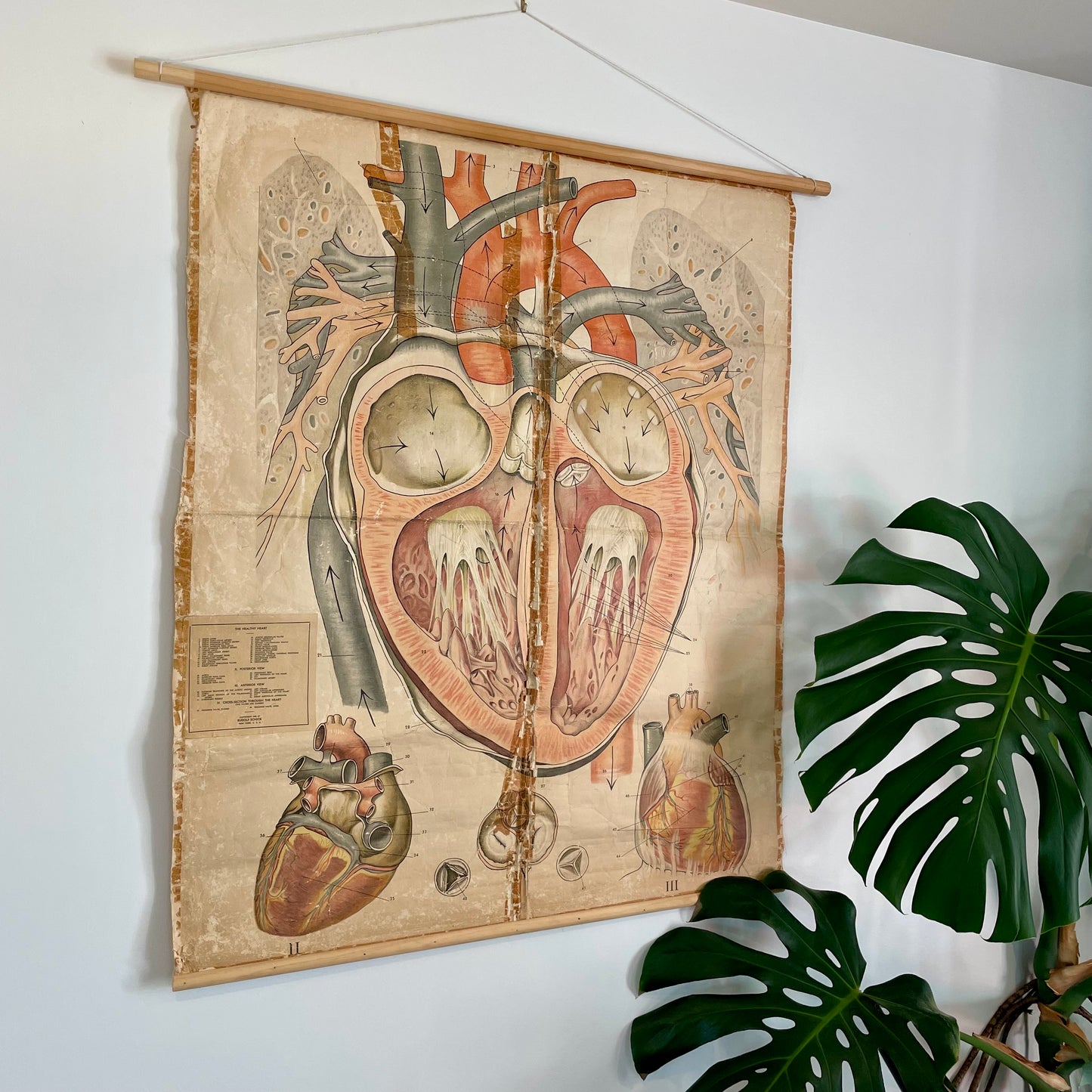 1940s vintage chart of human heart anatomy