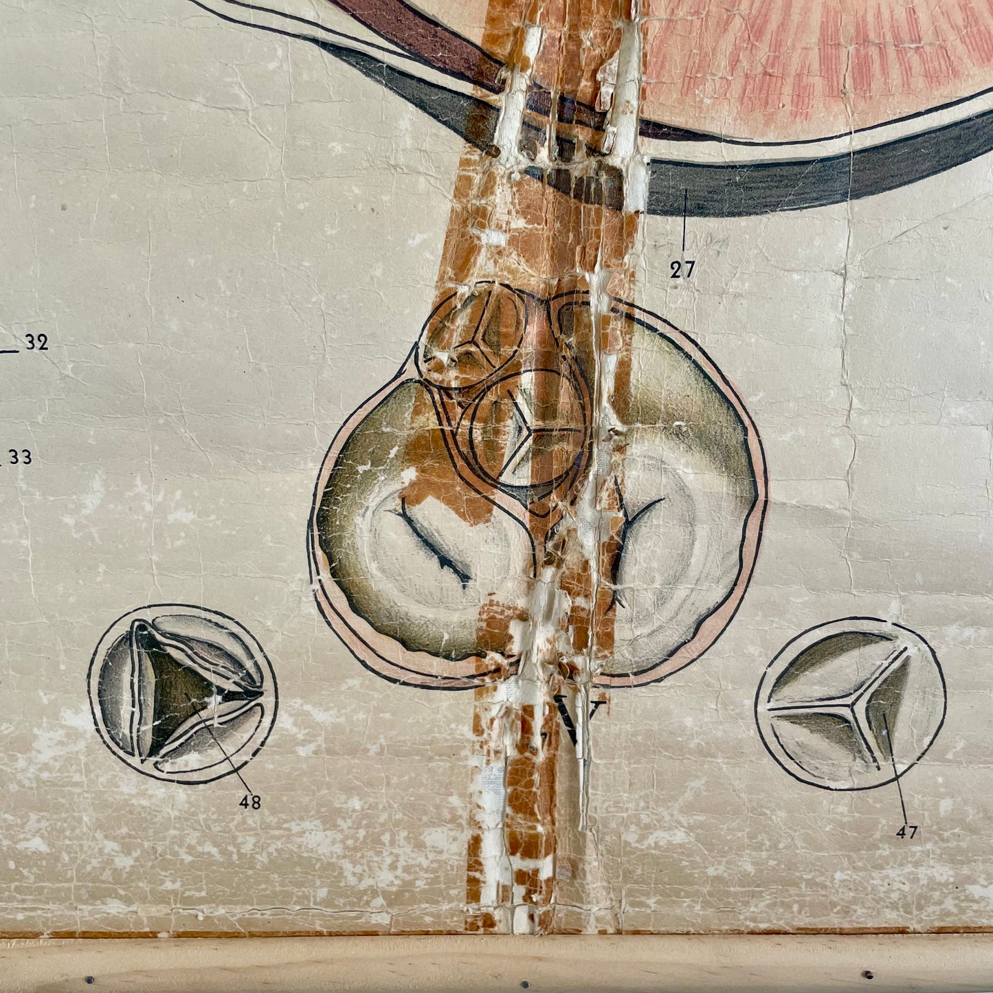 1940s vintage chart of human heart anatomy