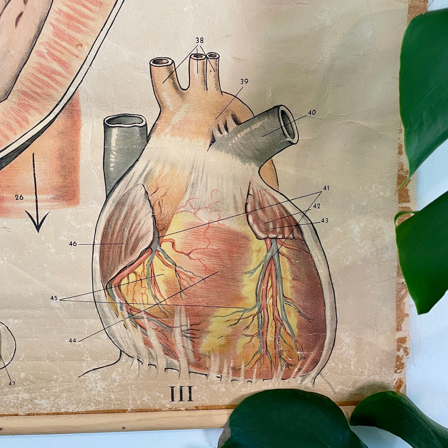 1940s vintage chart of human heart anatomy