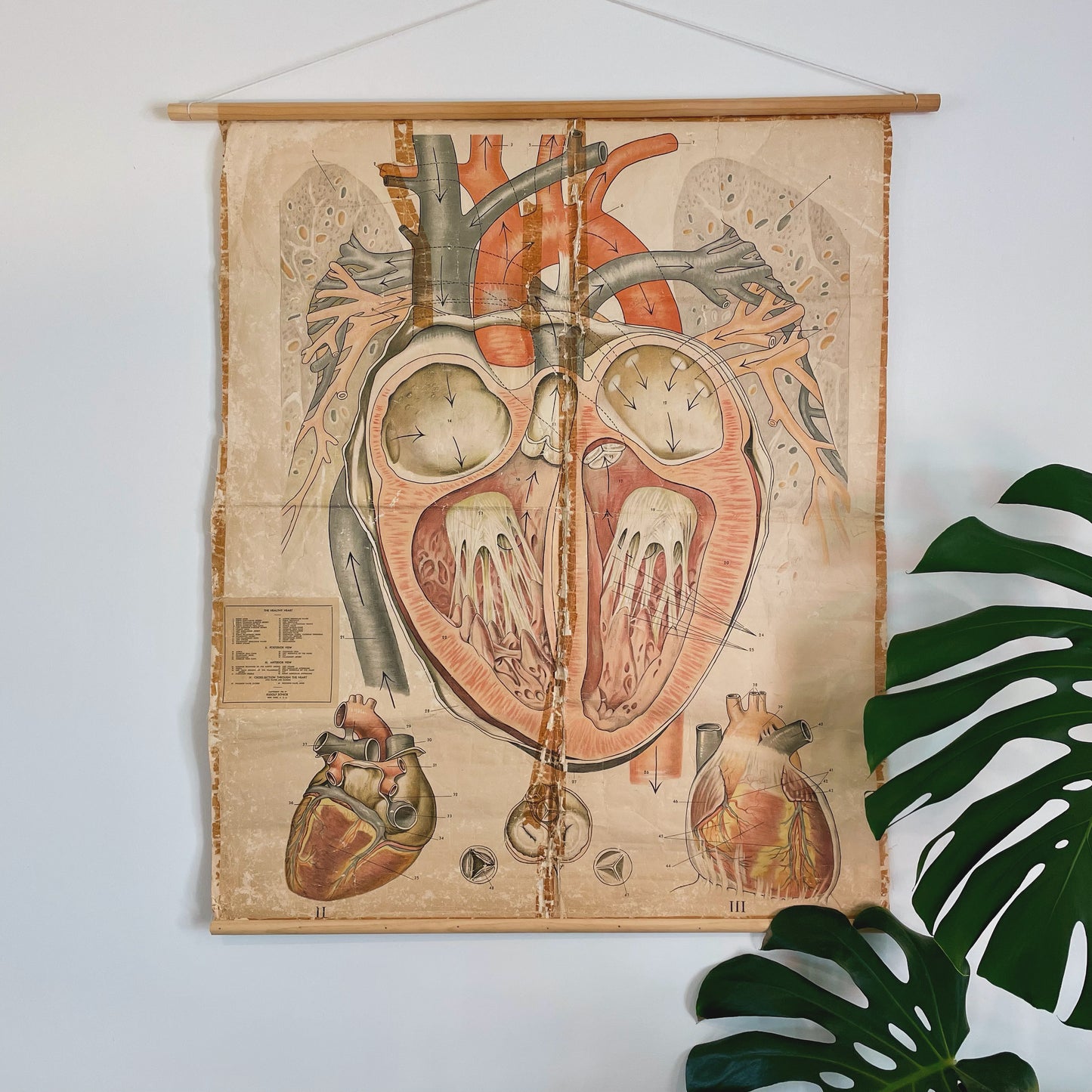 1940s vintage chart of human heart anatomy