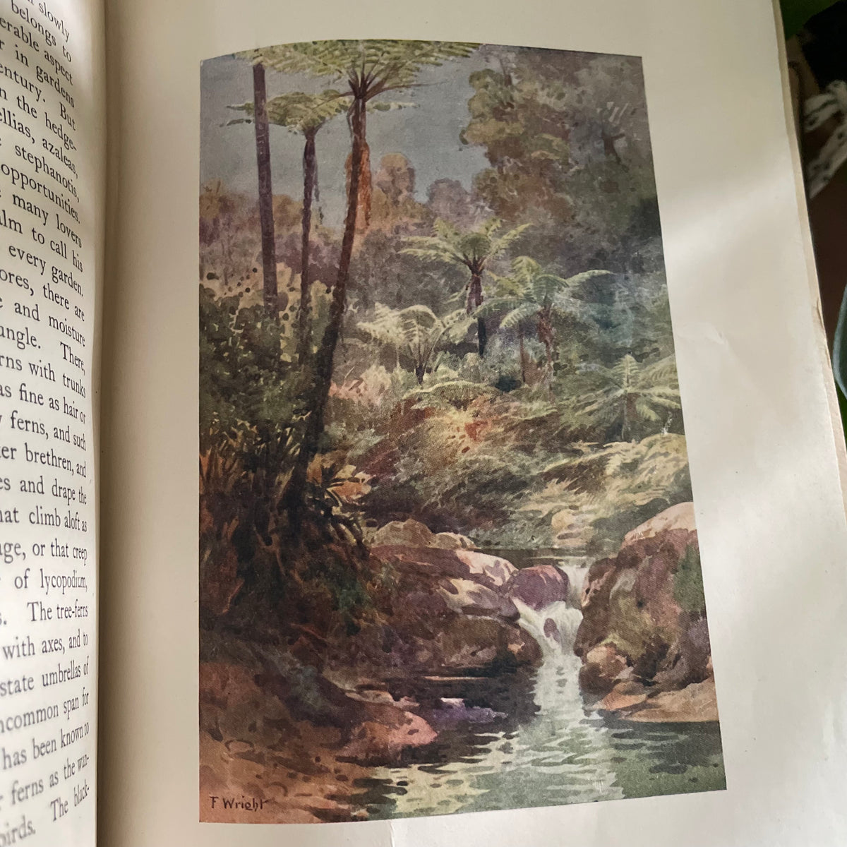 1908 first edition New Zealand book; Painted by F. and W. Wright Described by William Pember Reeves - antique book