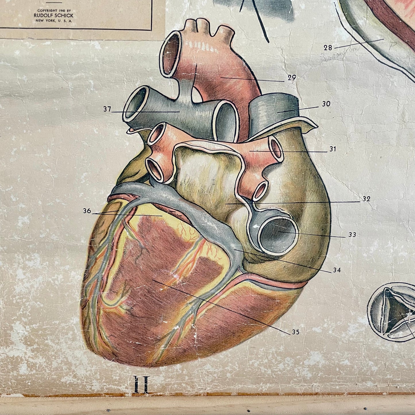 1940s vintage chart of human heart anatomy