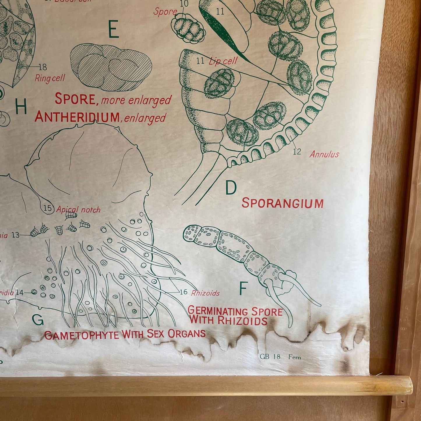 The Silver Fern - Vintage biology chart from New Zealand - science poster of Ferns