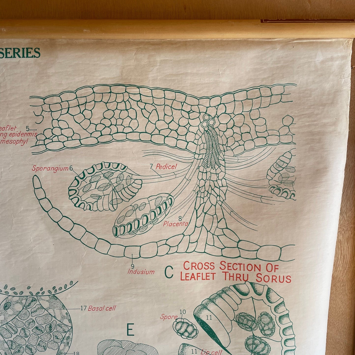 The Silver Fern - Vintage biology chart from New Zealand - science poster of Ferns