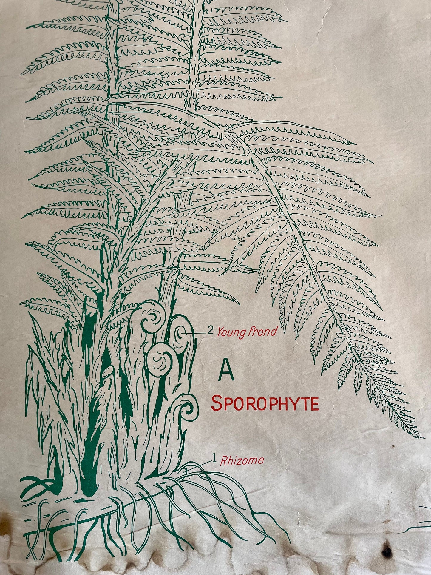 The Silver Fern - Vintage biology chart from New Zealand - science poster of Ferns