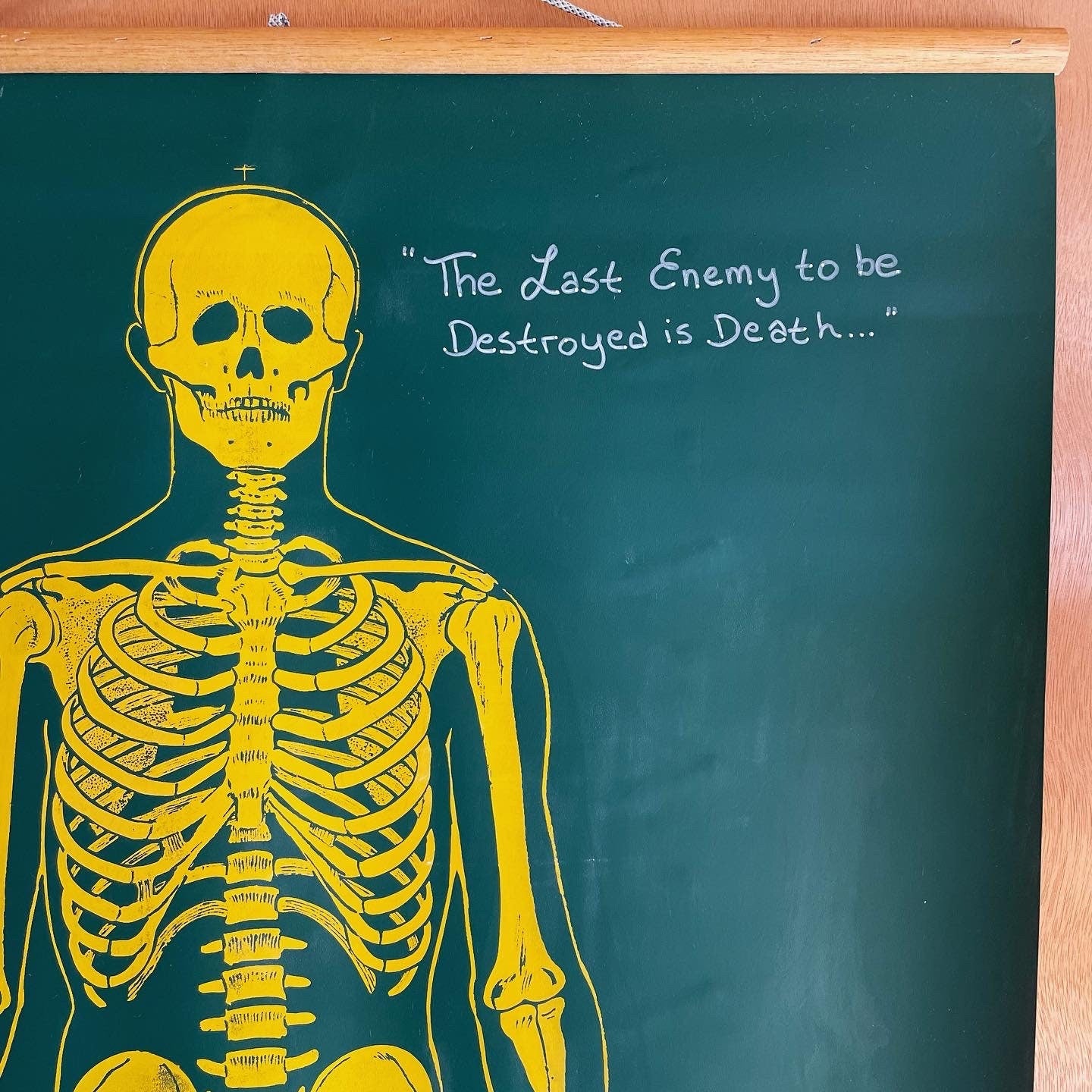 Vintage chalkboard anatomical skeleton chart - two sided pull down graph of human skeleton