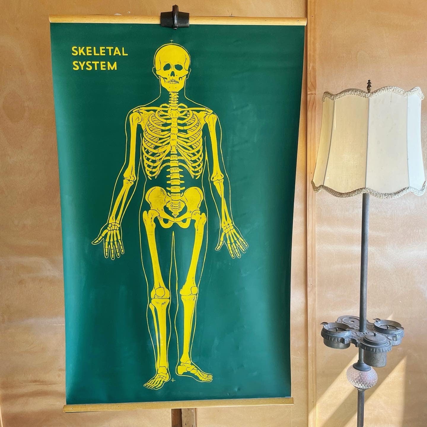 Vintage chalkboard anatomical skeleton chart - two sided pull down graph of human skeleton