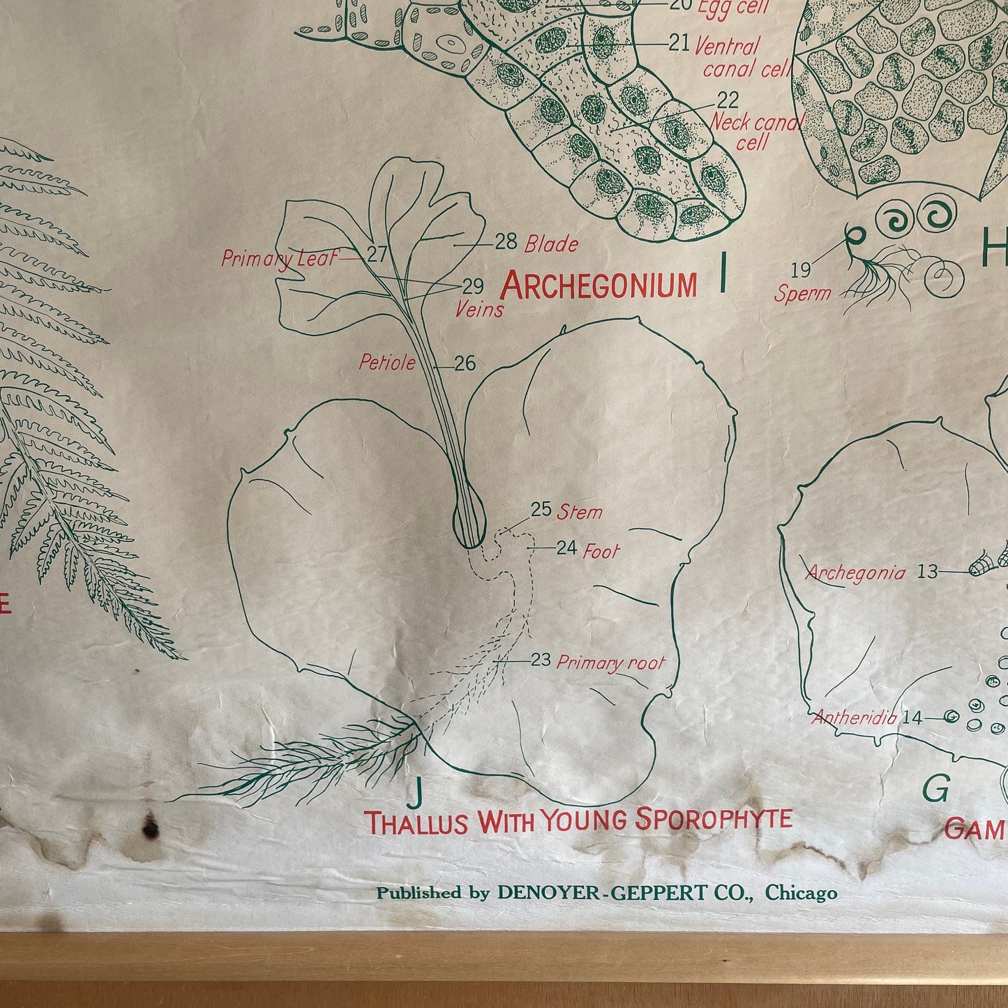 The Silver Fern - Vintage biology chart from New Zealand - science poster of Ferns