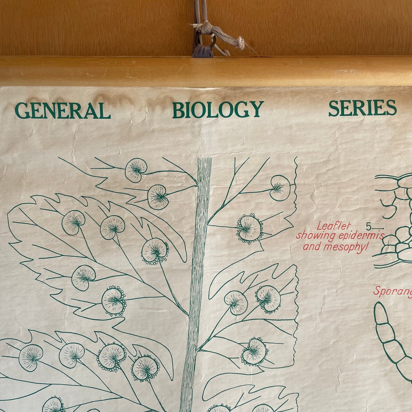 The Silver Fern - Vintage biology chart from New Zealand - science poster of Ferns