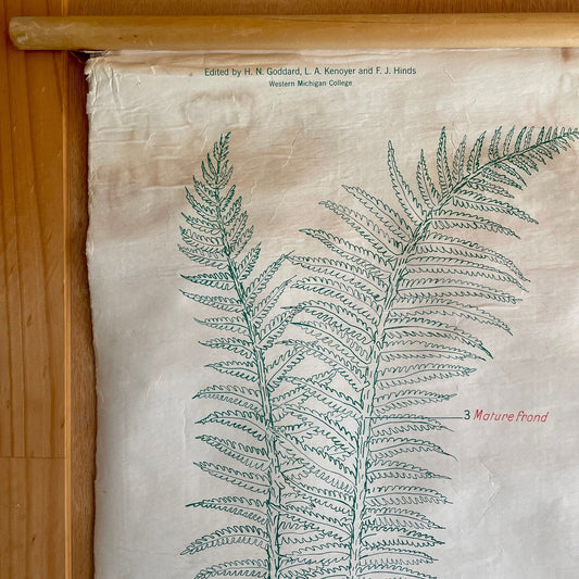 The Silver Fern - Vintage biology chart from New Zealand - science poster of Ferns