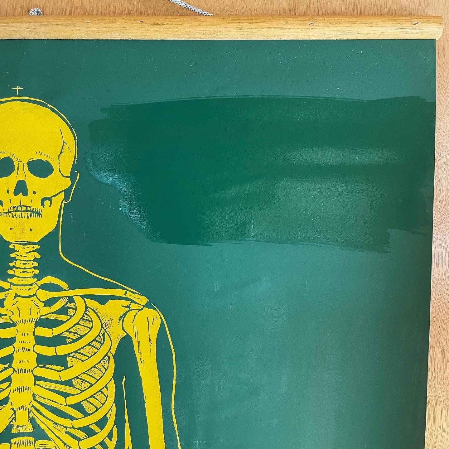 Vintage chalkboard anatomical skeleton chart - two sided pull down graph of human skeleton