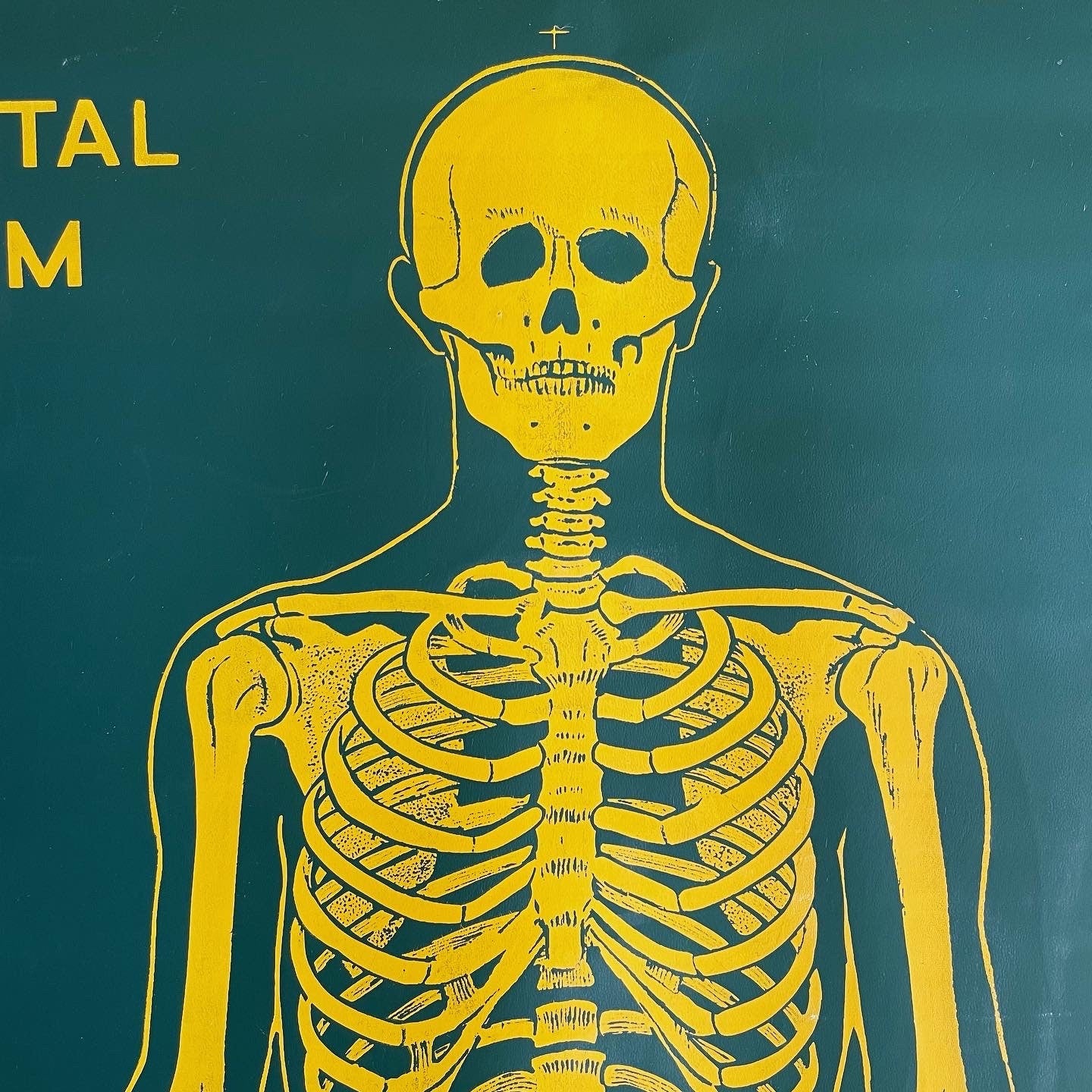 Vintage chalkboard anatomical skeleton chart - two sided pull down graph of human skeleton