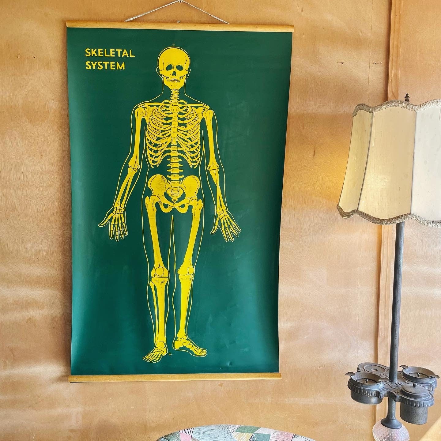 Vintage chalkboard anatomical skeleton chart - two sided pull down graph of human skeleton