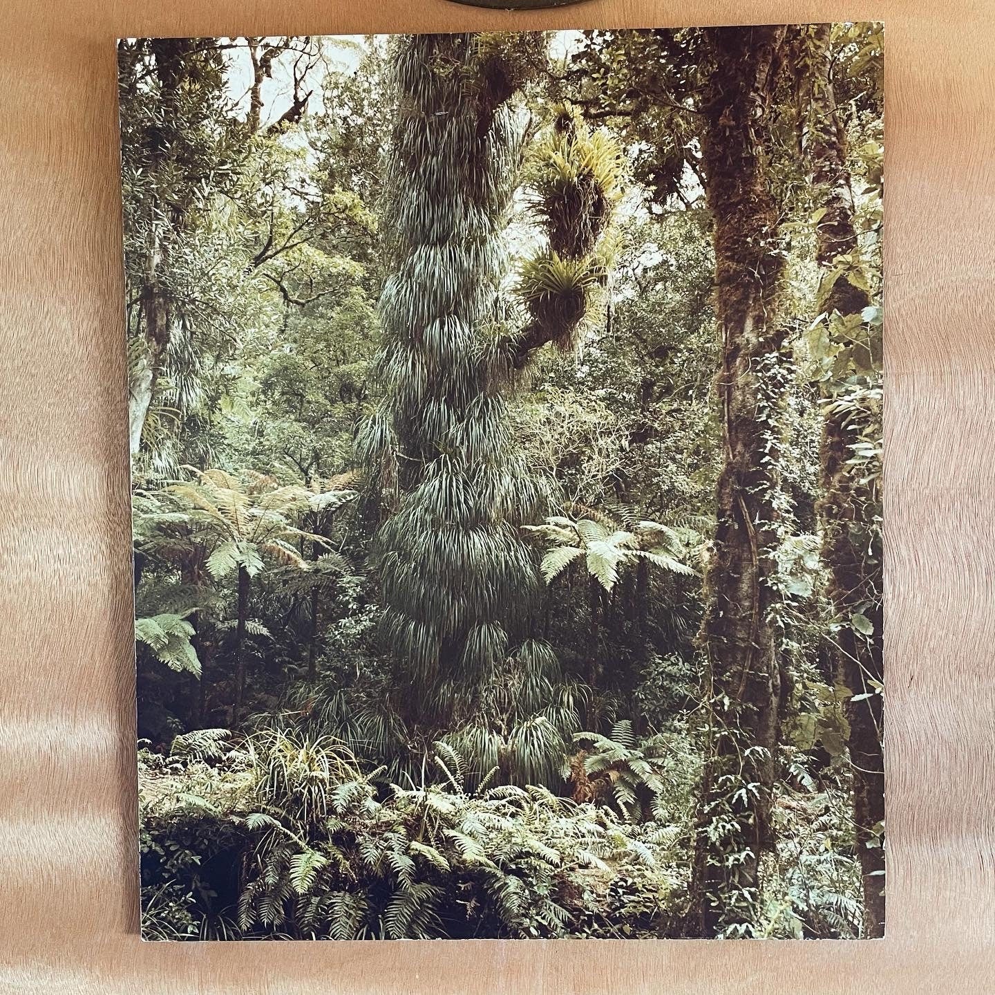 Rare John Johns original NZ photograph print from 1977 - New Zealand Forest Service Photo Library