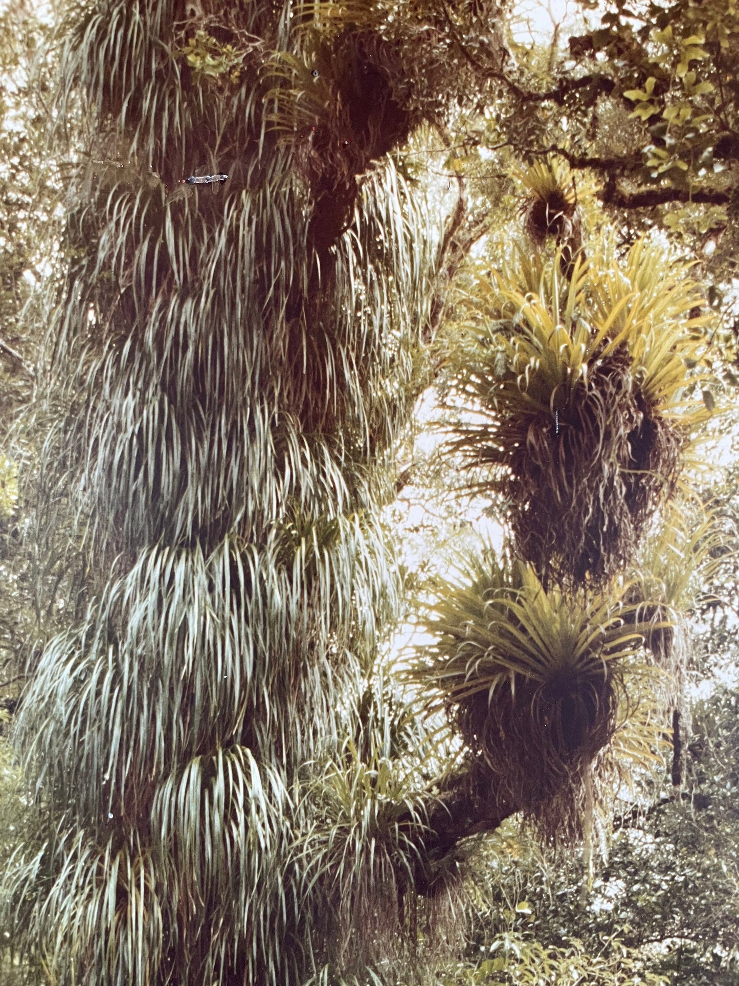 Rare John Johns original NZ photograph print from 1977 - New Zealand Forest Service Photo Library