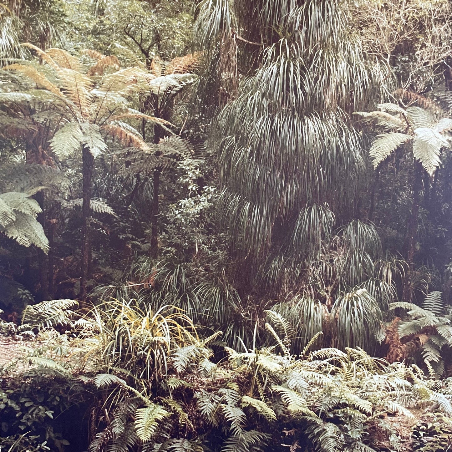 Rare John Johns original NZ photograph print from 1977 - New Zealand Forest Service Photo Library