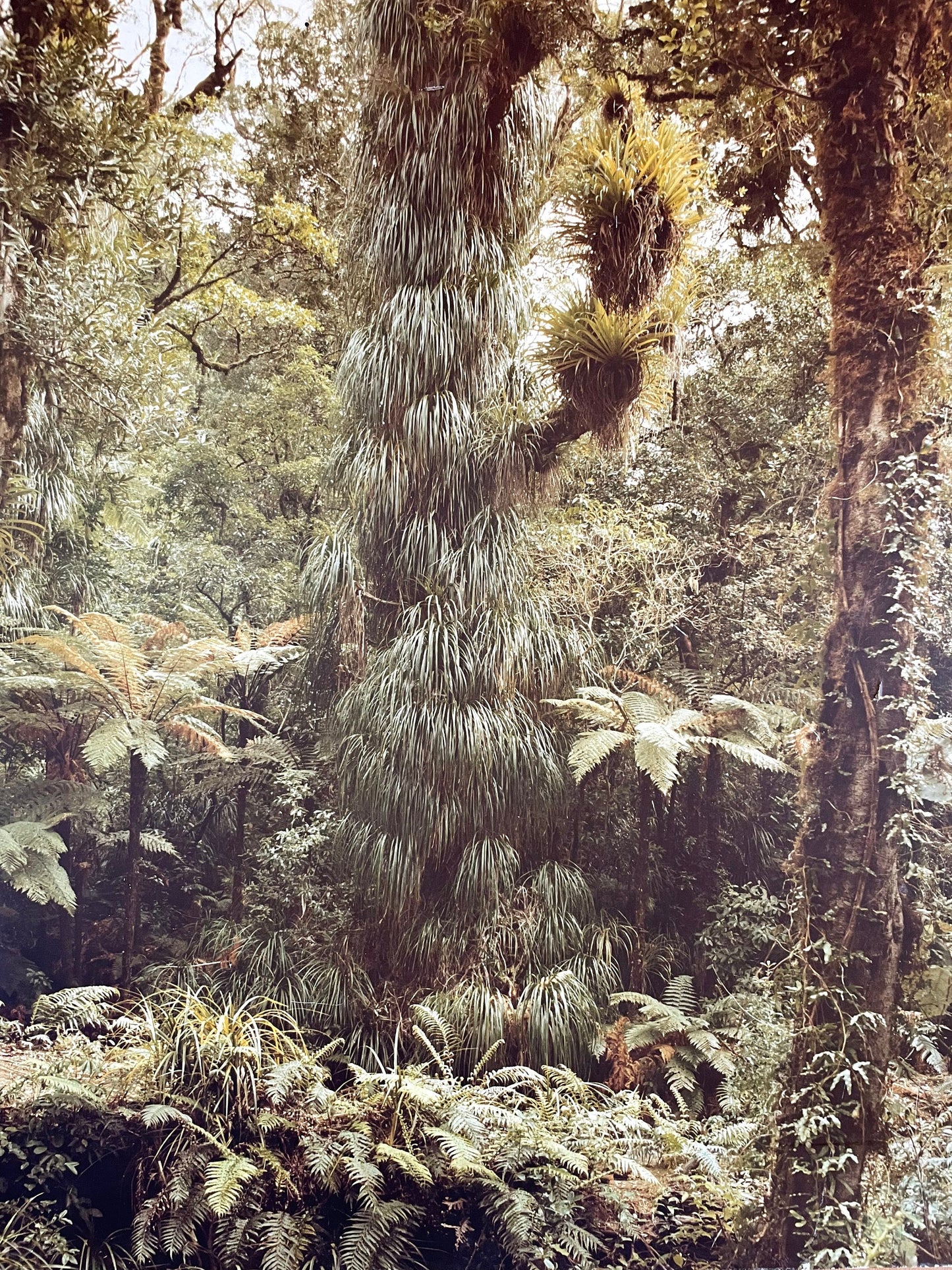 Rare John Johns original NZ photograph print from 1977 - New Zealand Forest Service Photo Library